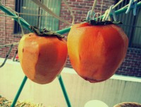 [ڰ]   ƿ