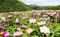 산청에 만개한 함박꽃