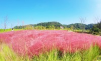 "단풍만 가을인가요"…분홍빛 가을 함안 악양생태공원