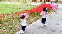 의령 국가문화자산 신포숲 `꽃무릇` 절정