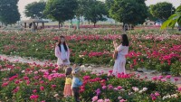 <청보리밭, 봄 소풍 가자> 경남 함안군 칠서생태공원 청보리·작약의 식을 줄 모르는 인기
