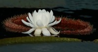  ա丮Ʋ