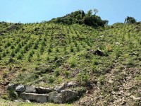 â, 泲 긲ڿо `ֿ`  