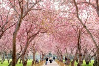 �ϻ��� ���������� ����, �̷��� Ŀ���� ��� ���� â��Ư�ʽ� ���ر�