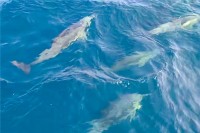 �ѷ��ػ󱹸����� ȫ�� �α� �ؾ纸ȣ���� �������� �߰�