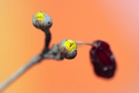 ���� ������ �����