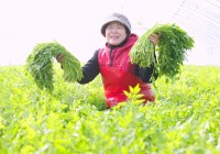 ���ϾϹݼ��� ����� `���� ���ɻ�` �̳��� ��Ȯ