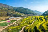 ��ä�� ���� �յ� `���� �Ķ�ٶ���` ī�� �����