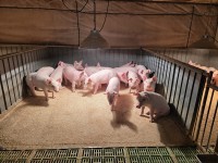 ���ؽ�, ���� ASF Ȯ�꼼���� `ö�� �濪` �̹߻� ����