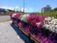 ���ؽ�, ������Ȱü�������� ��� �¾� �ɴ���