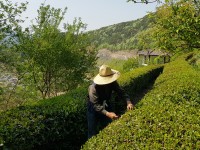 ���ؽ� ���屺���� ���� ��Ȯ ���� ����