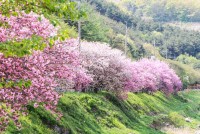 ��û�� ���θ� �պ��ɱ� `Ȱ¦`