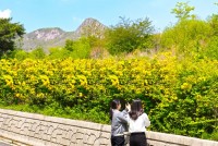 ��û Ȳ�Ż� ���� �� `Ȳ��ȭ` Ȱ¦